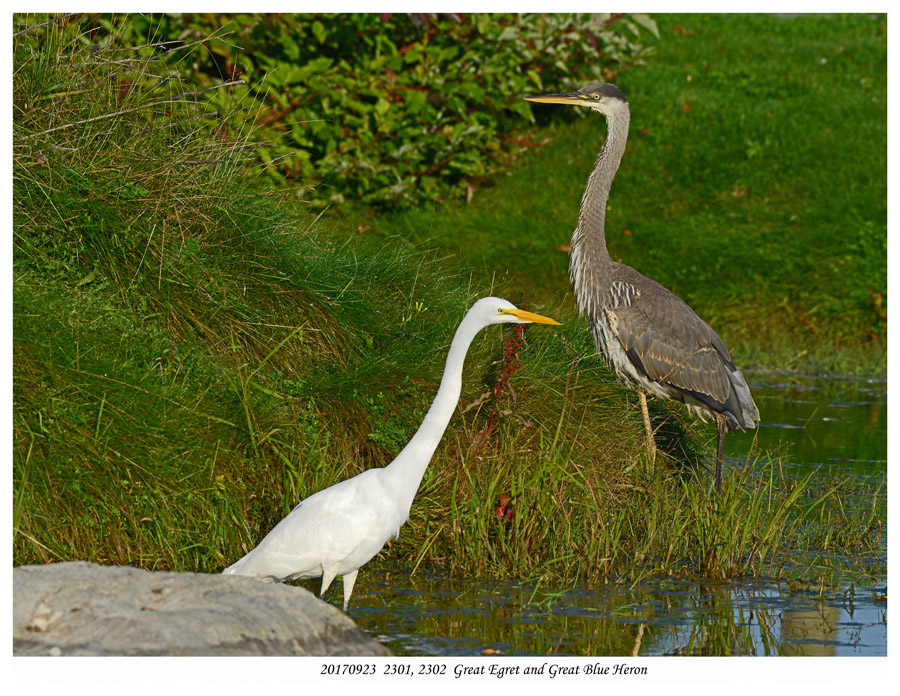 20170923  2301 2302  Great Egret and Great Blue Heron.jpg