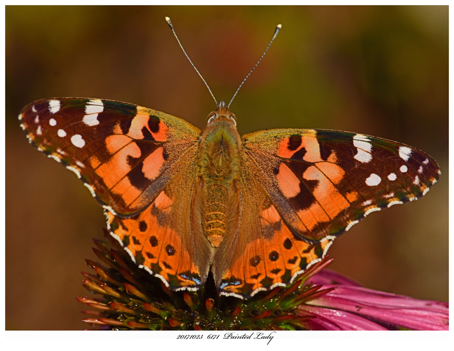 20171023  6171  Painted Lady.jpg