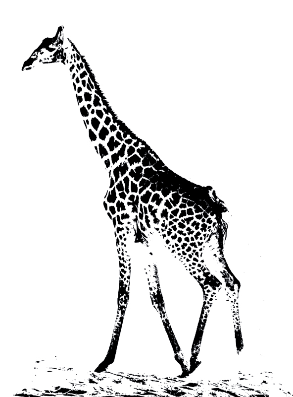 Chobe Giraffe Etched