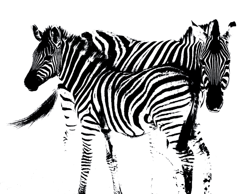 Zebra and Foal Etched