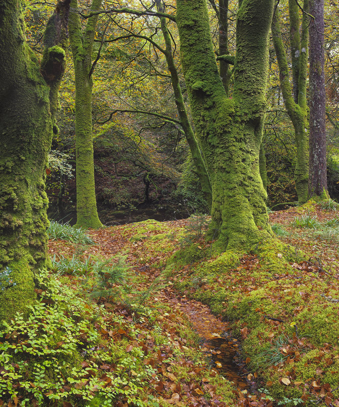 Beech Copse