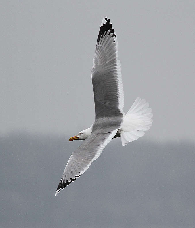 Kaspisk trut - Caspian Gull (Larus cachinnans)