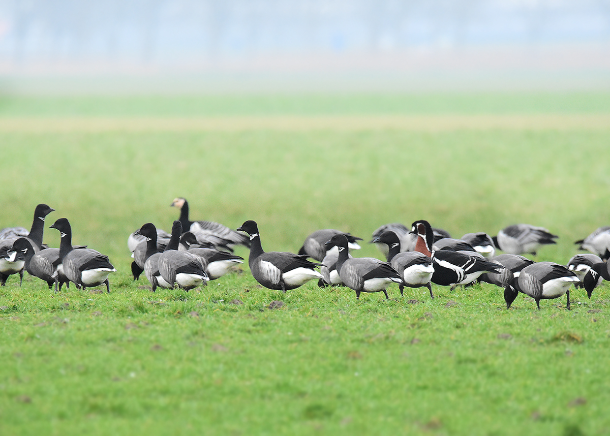 Red-breasted Goose and Black Brant, Roodhalsgans en Zwarte Rotgans