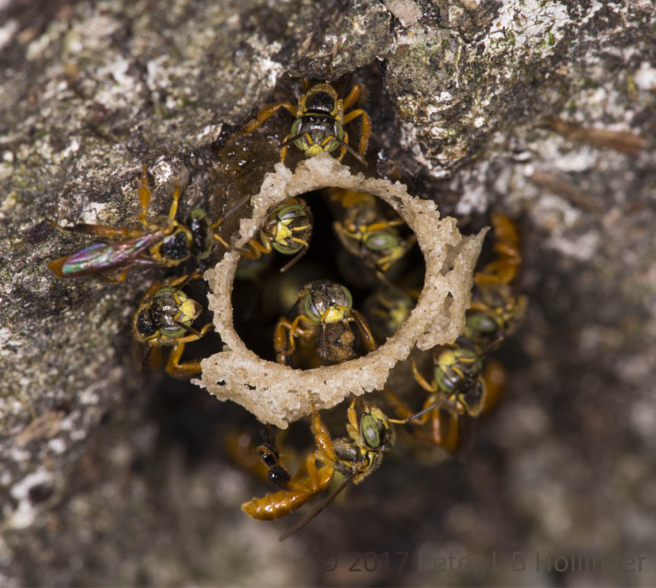 Stingless bee nest
