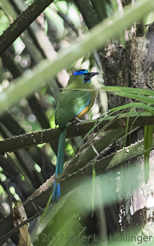 Whooping Motmot (<i>Momotus subrufescens</i>)