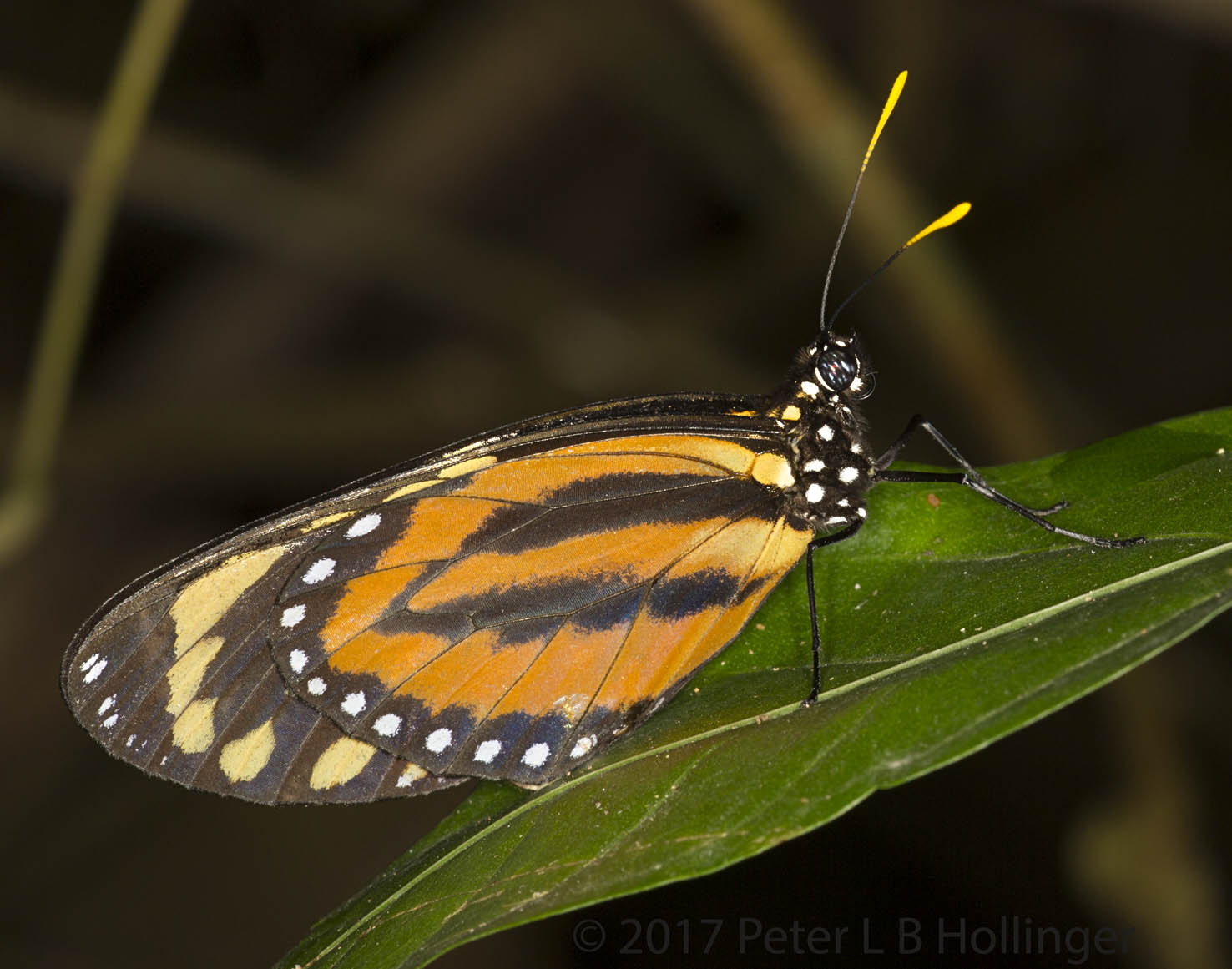 Tigerwing Butterfly