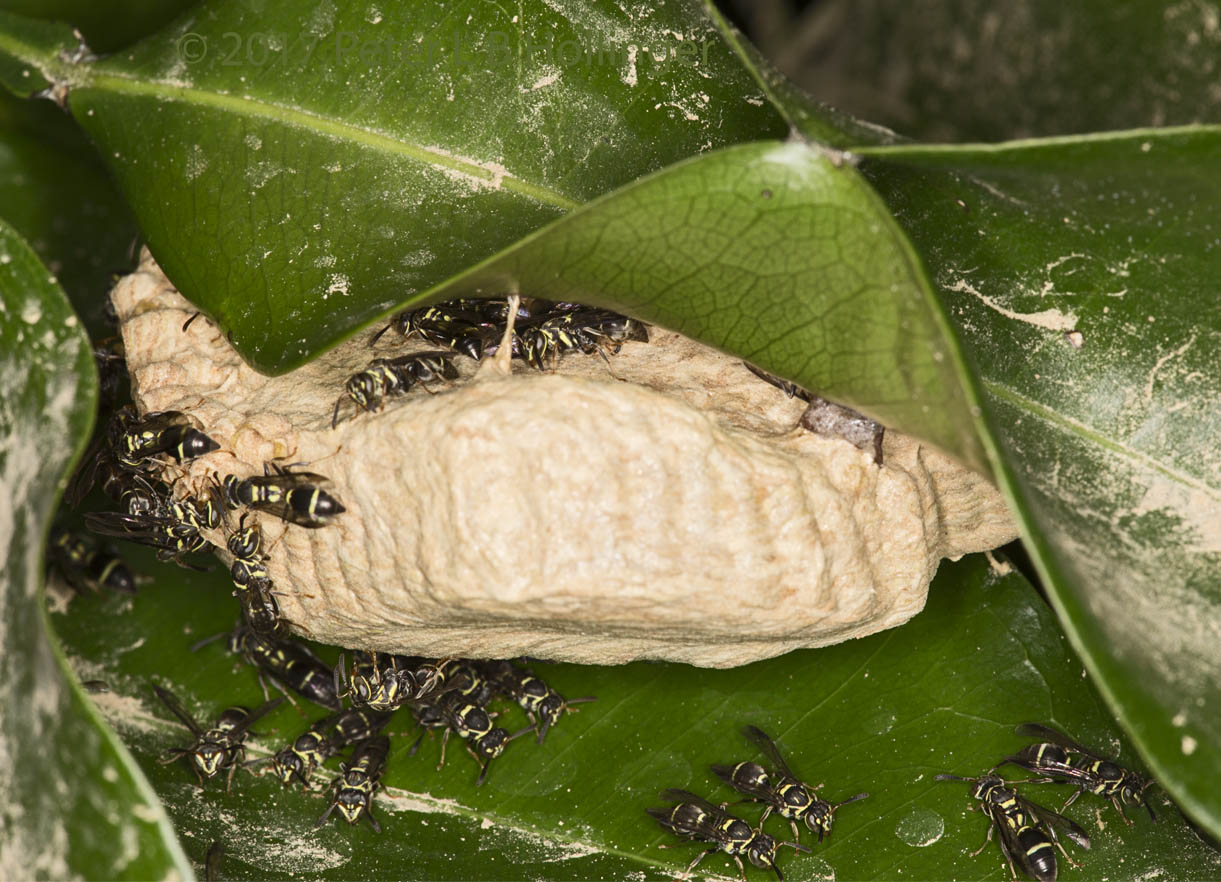 Wasp nest under leaf