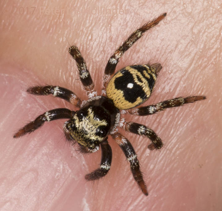 Tiny black and yellow jumper, dorsal