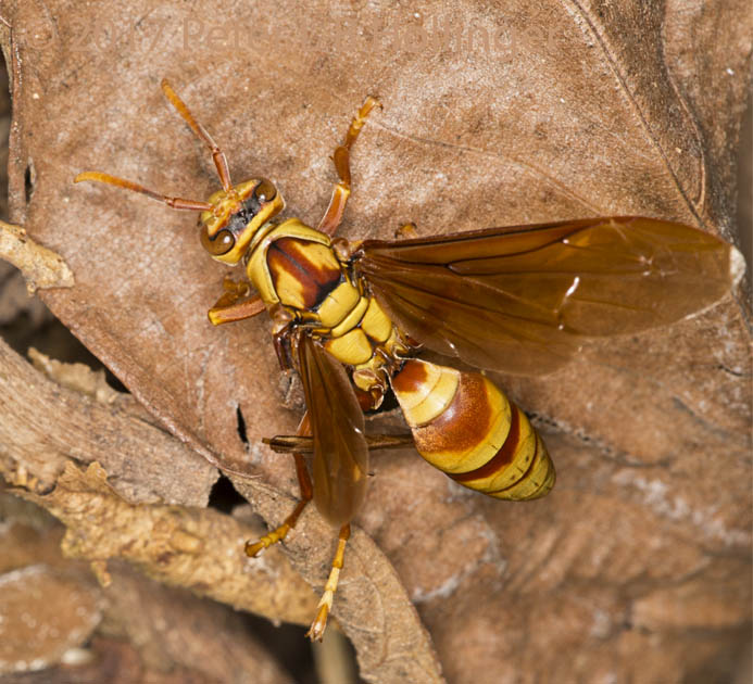 Wasp with broken wing
