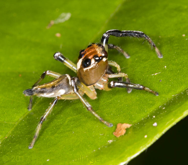 Jumper with orange head and conical tail - side