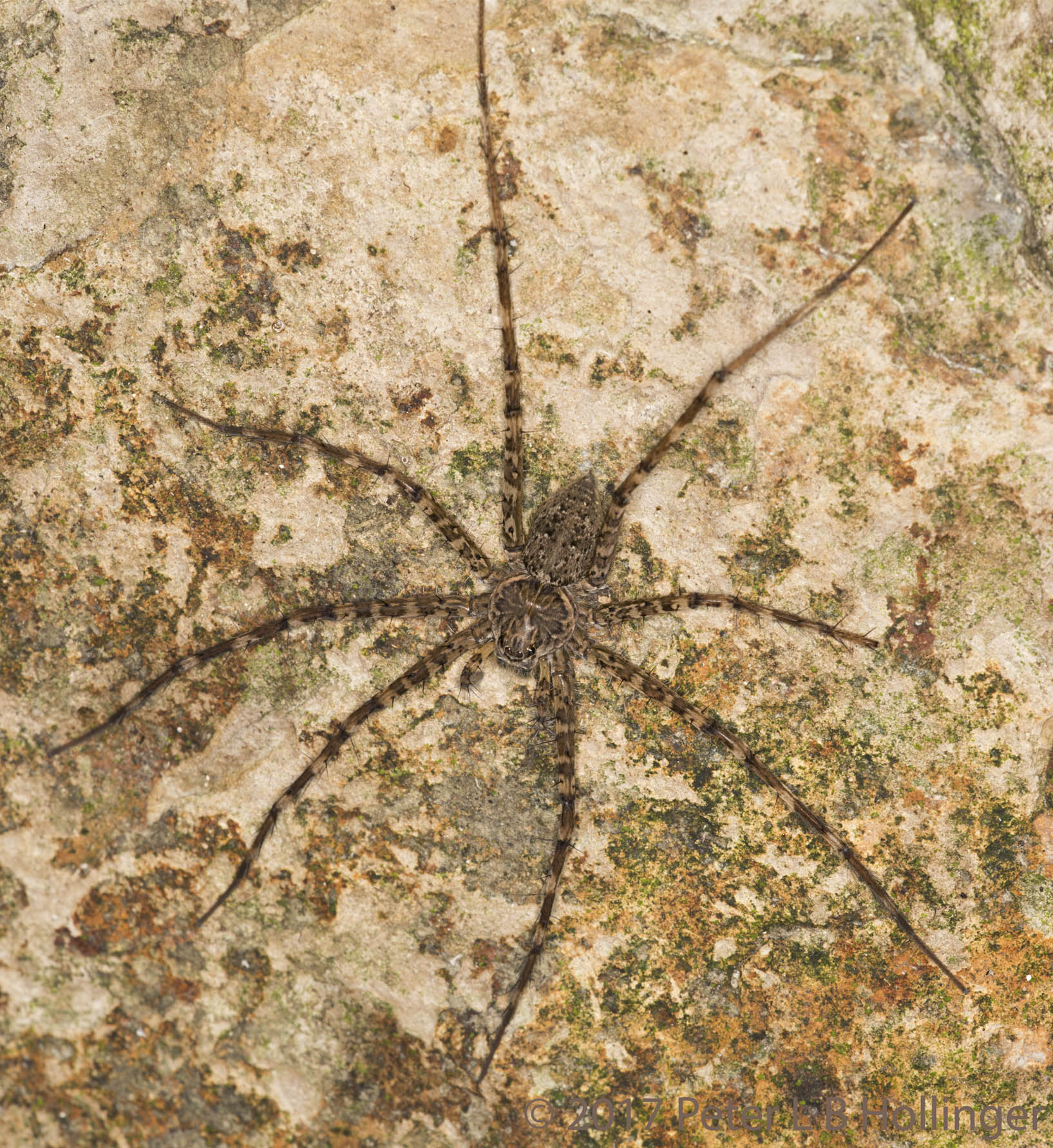 Nursery Web Spider (<i>Dolomedes</i>?) 50