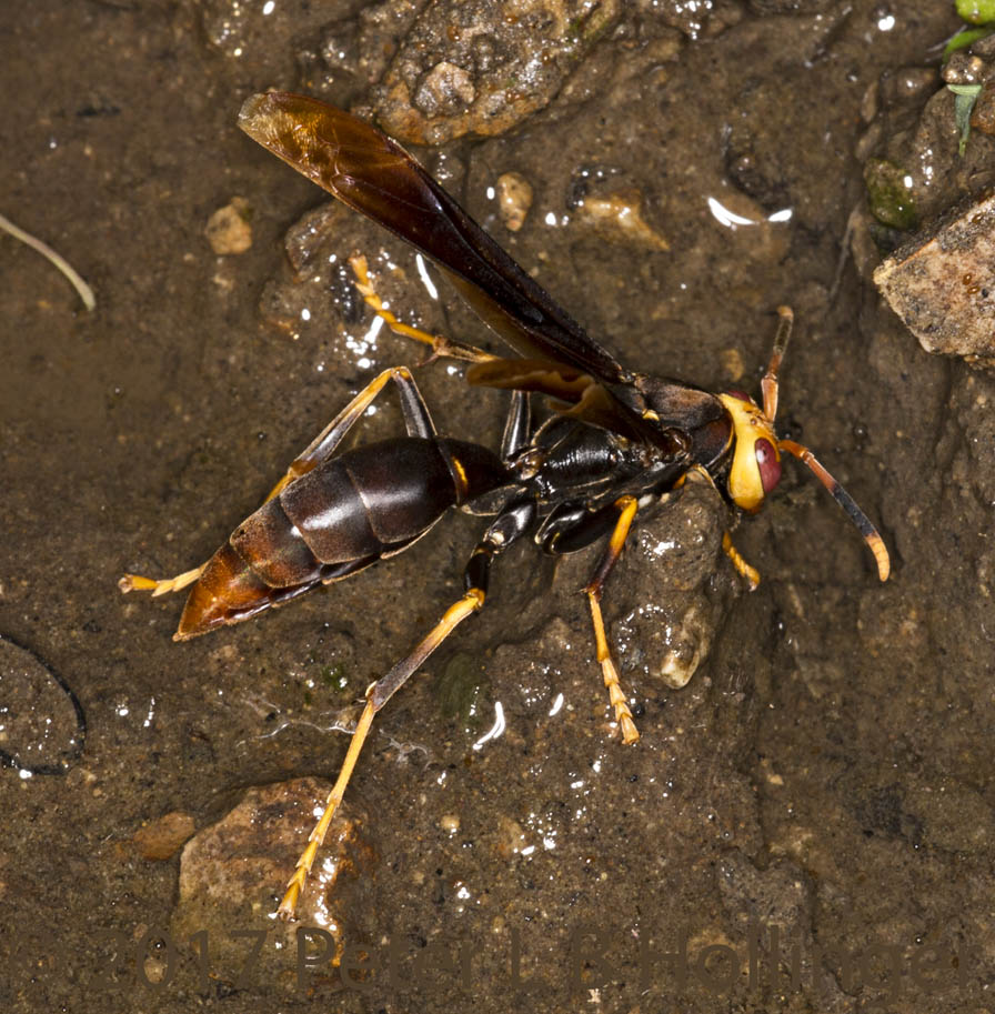 wasp in mud