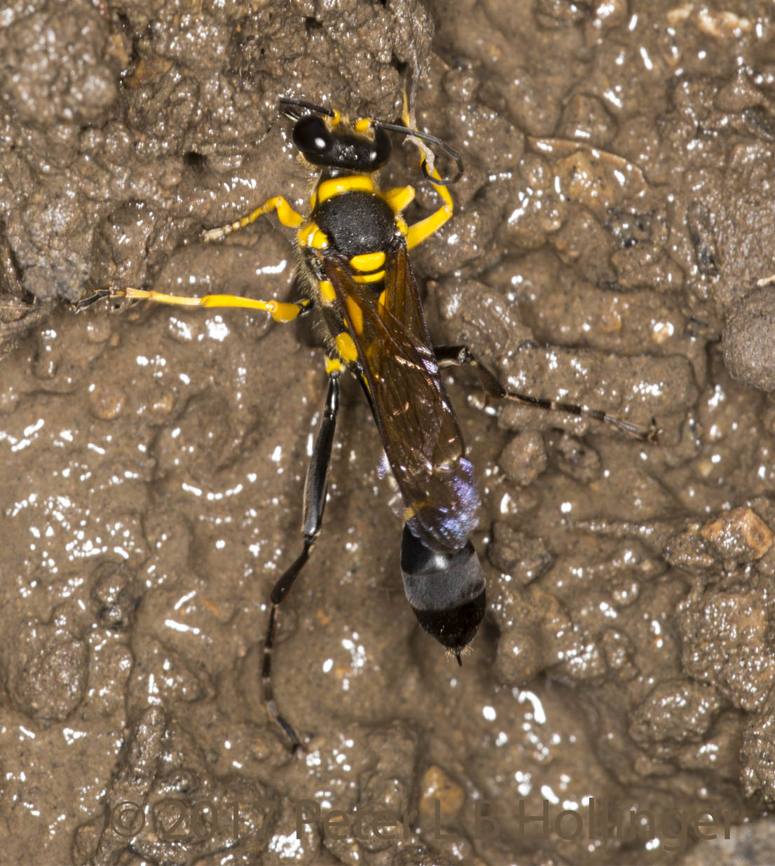 orange-and-block wasp gathering mud