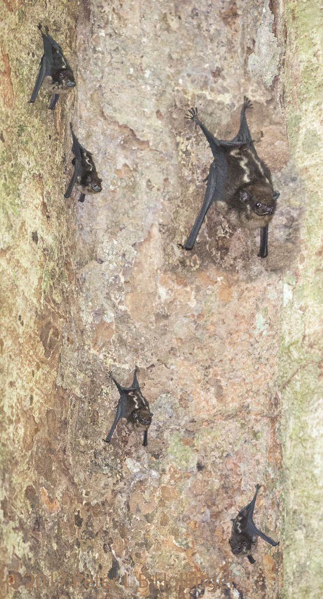 Lesser White-Lined Bat (<i>Saccopteryx leptura</i>)
