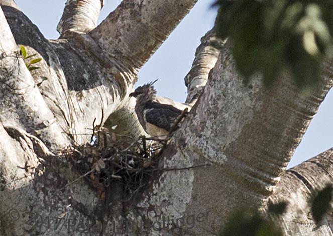 Crested Eagle (Morphnus guianensis) mother at nest