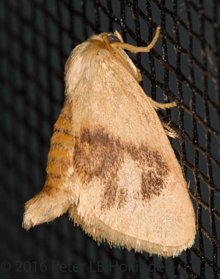 Abbreviated Button Slug Moth (Tortricidia flexuosa)