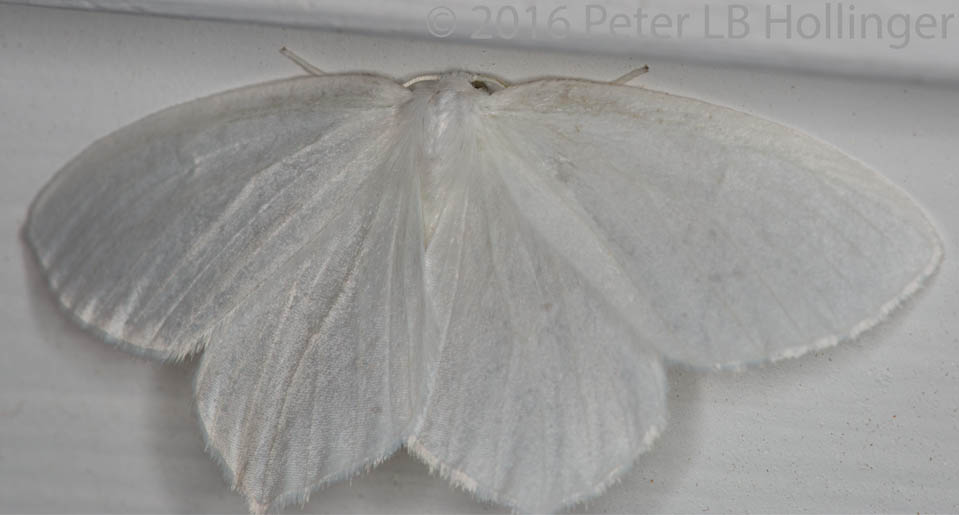  Snowy Geometer Moth (<i>Eugonobapta nivosaria</i>)