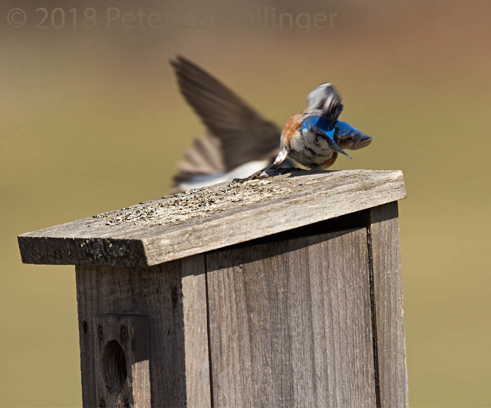 Swallow dive-bombing the bluebird