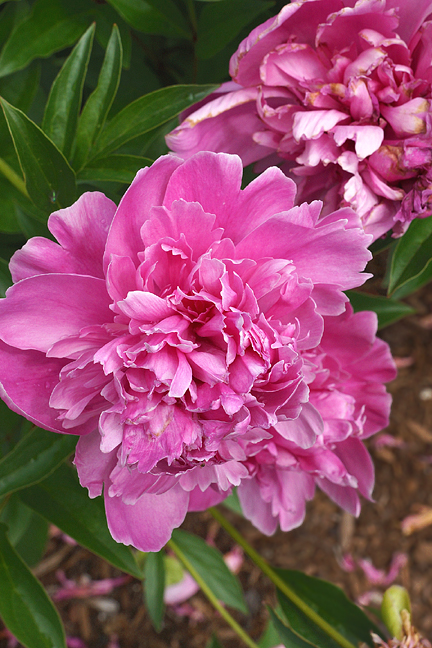 Pink peonies.