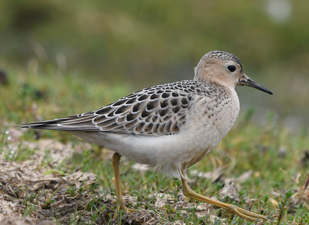prrielpare - Buff-breasted Sandpiper (Tryngites subruficollis)