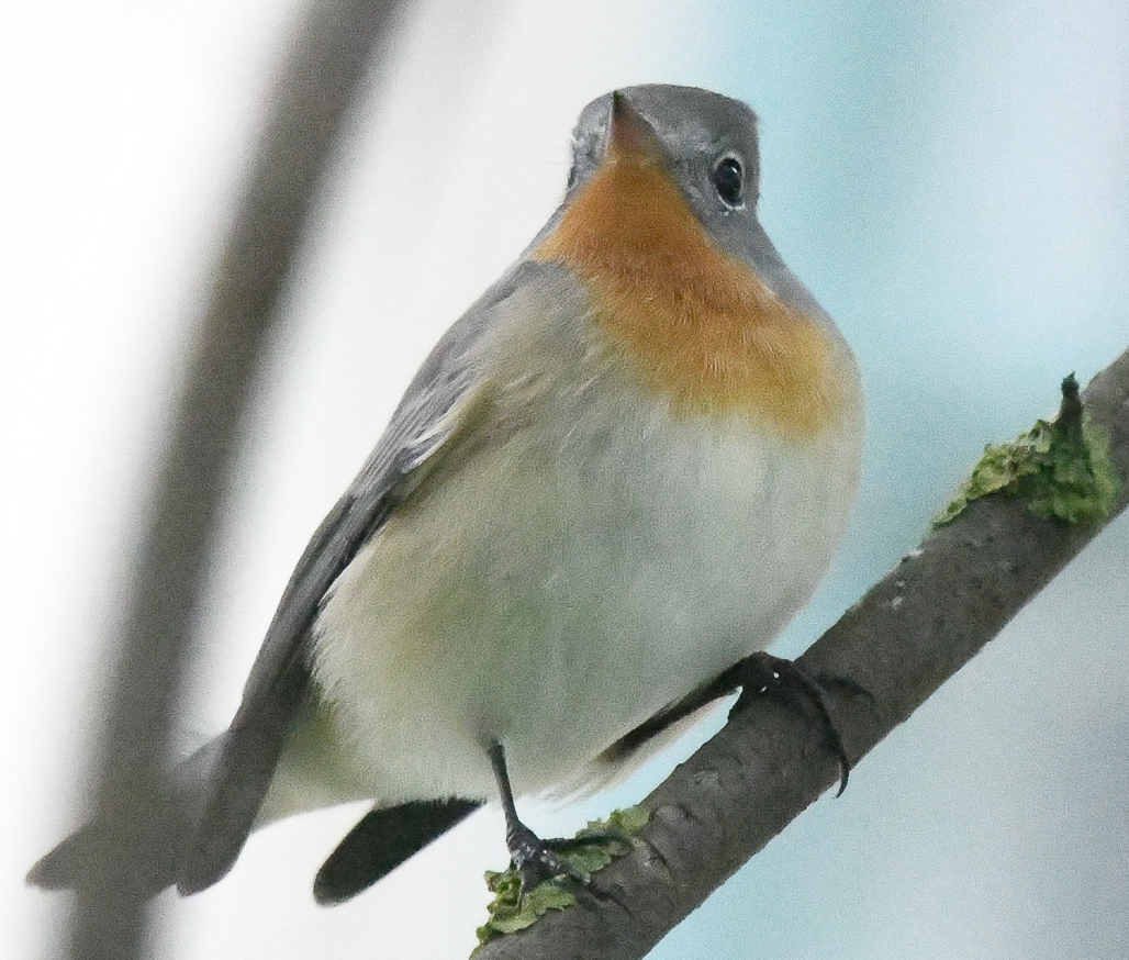 mindre flugsnappare - Red-breasted Flycatcher (Ficedula parva)