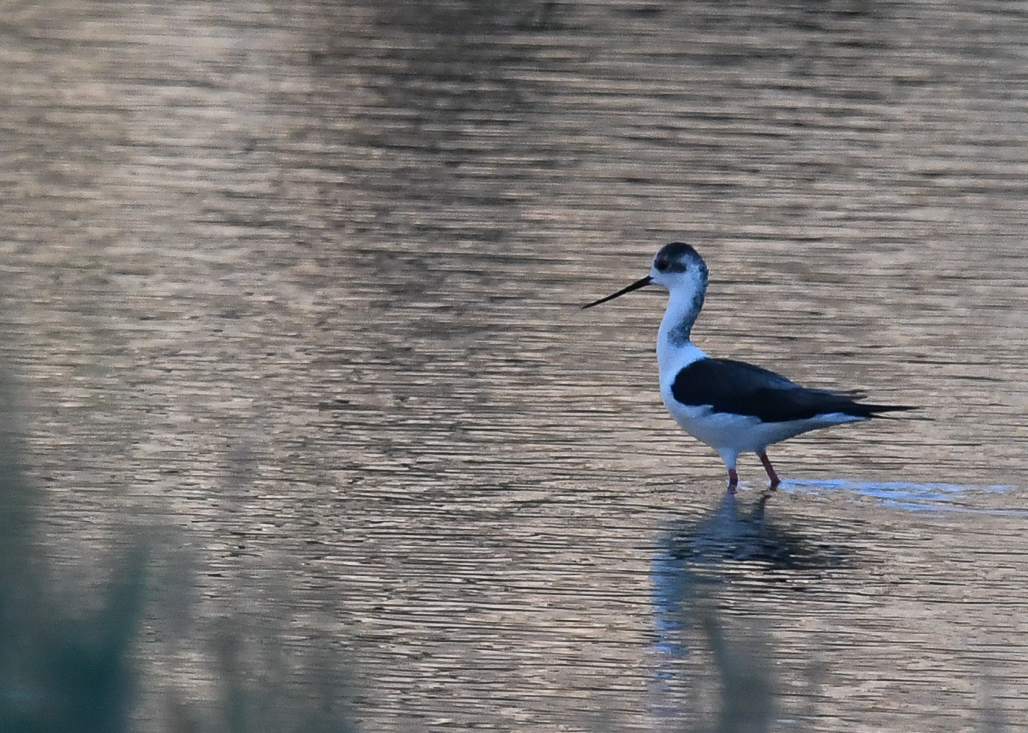 styltlpare - Black-winged Stilt (Himantopus himantopus)