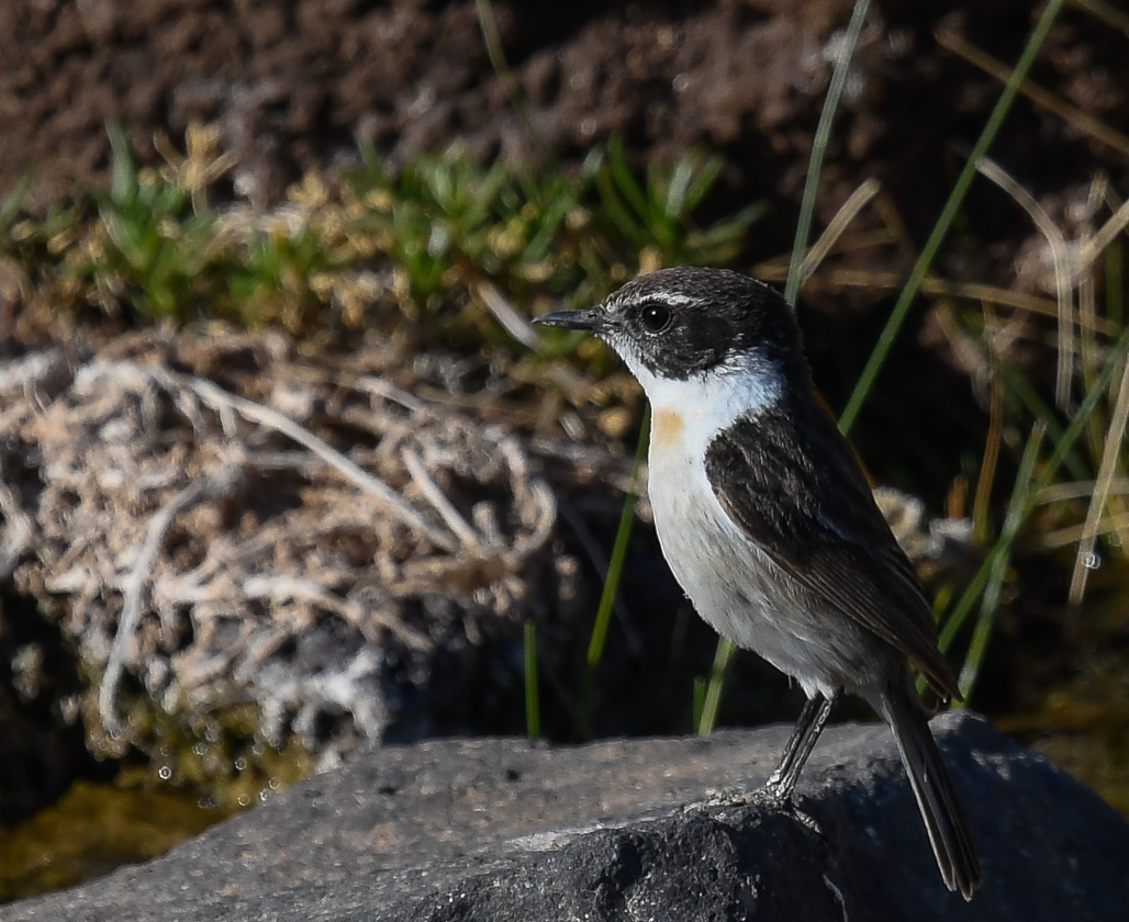 kanariebuskskvtta - Fuerteventura Stonechat (Saxicola dacotiae)