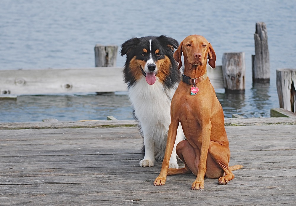 Fenway and Hannah, Together Again