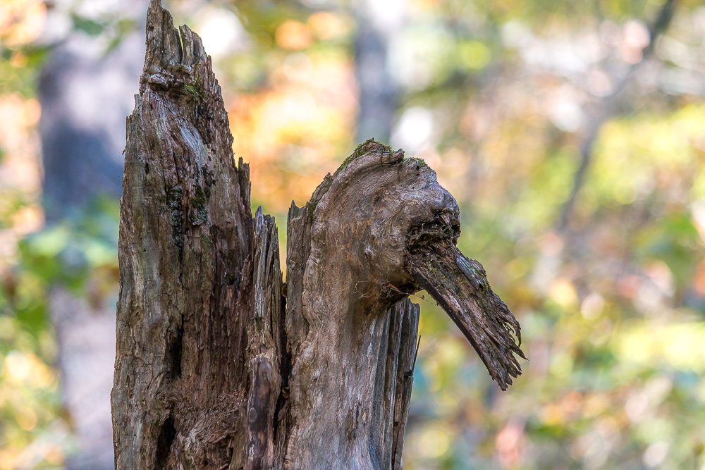 The Elusive Long Bill Long Tail Wood Thrush