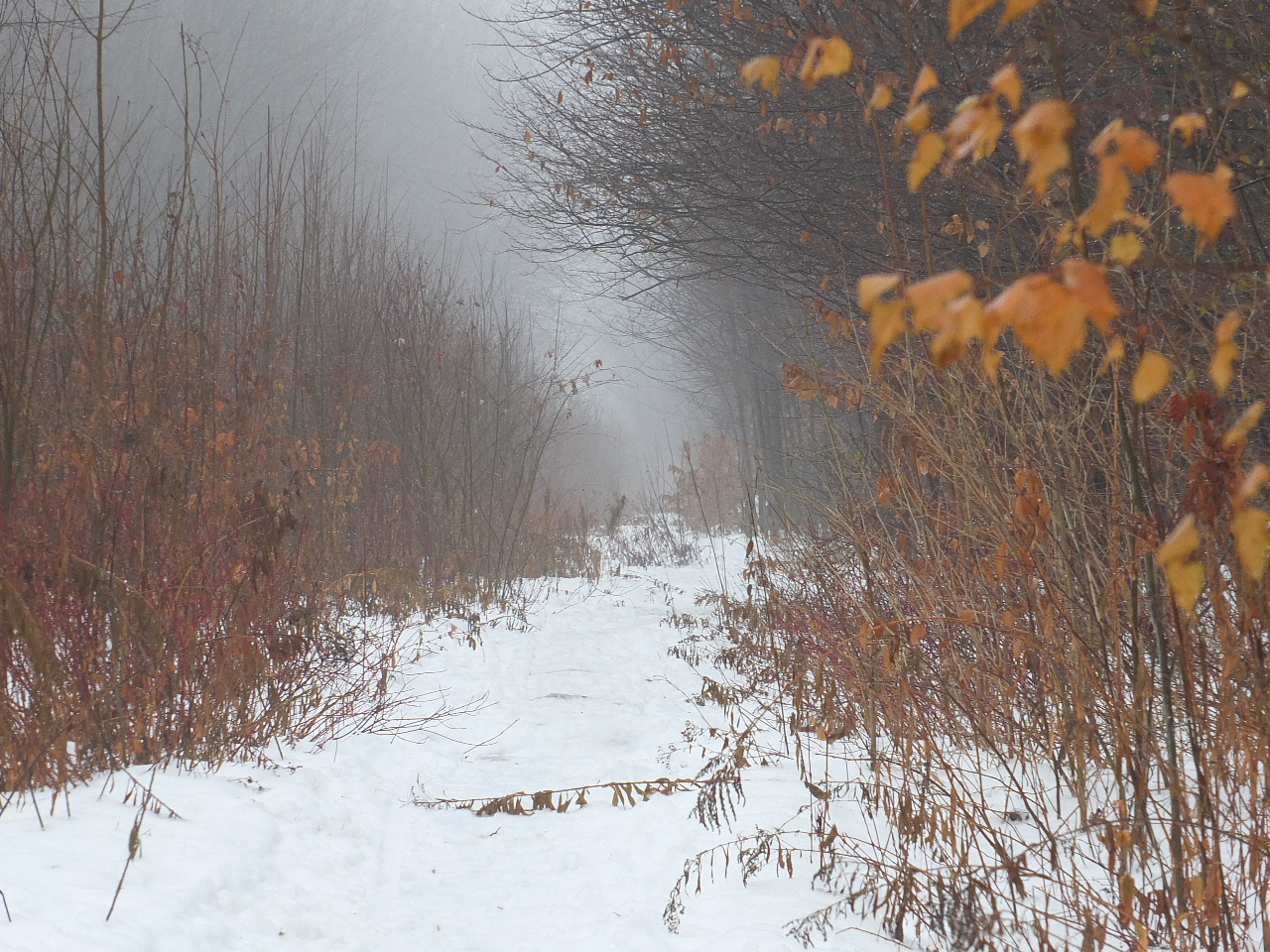 DSCF2916.JPG