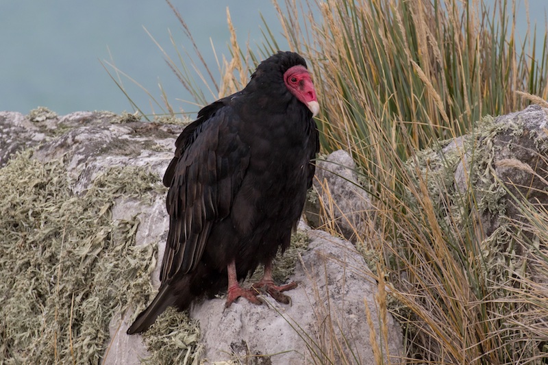 Turkey vulture