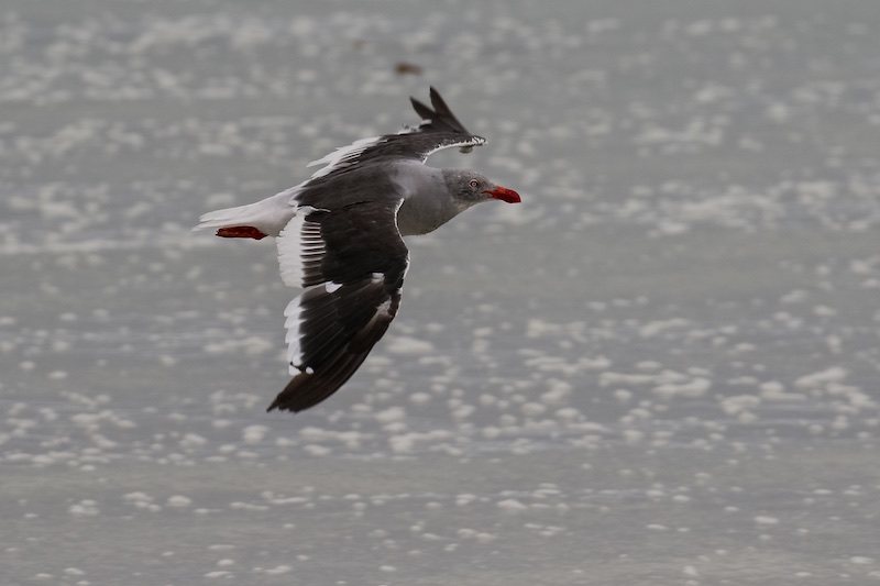Dolphin gull 