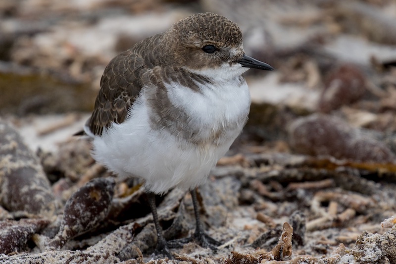 Two-banded plover