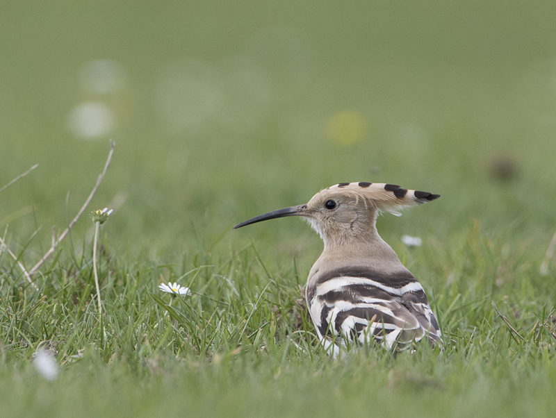 Hoopoe