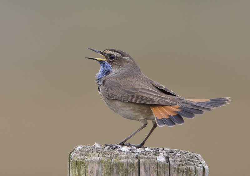 Bluethroat