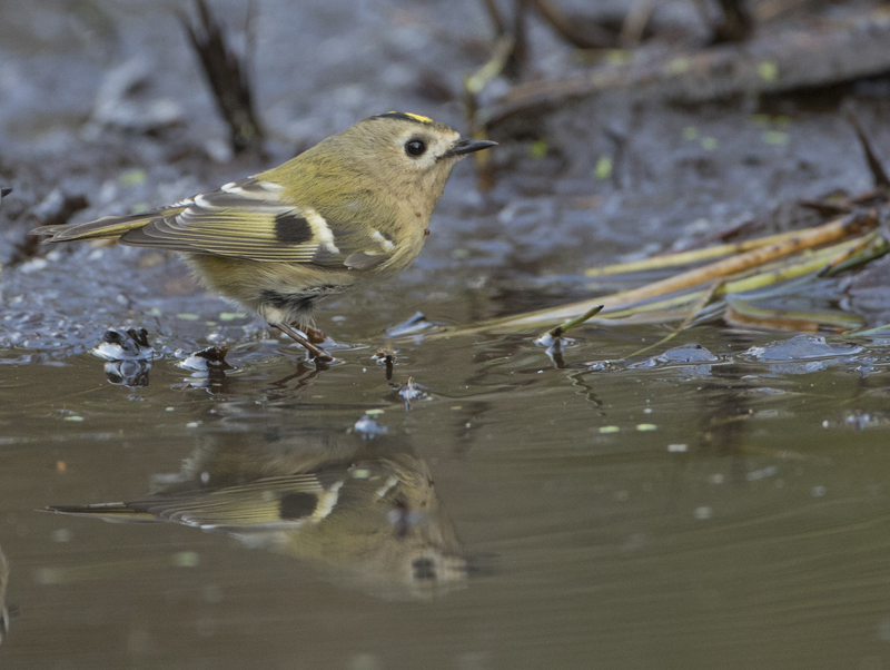 Goldcrest