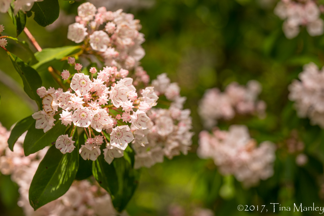 Mountain Laurels