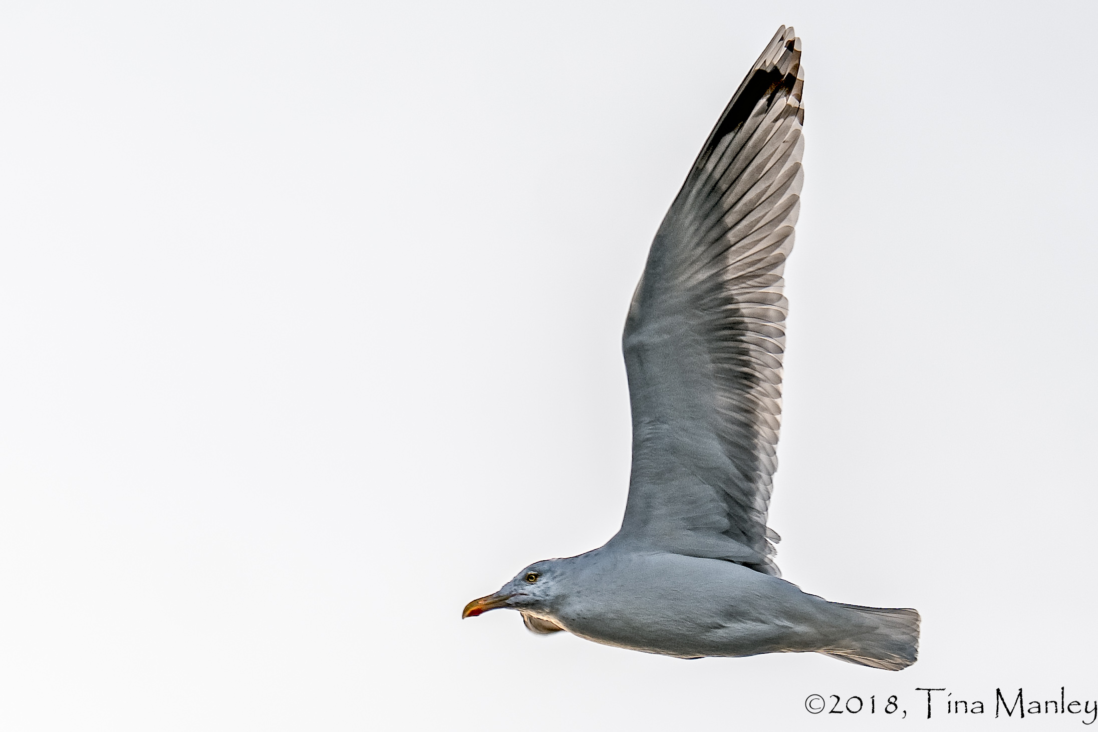 Seagull in Flight