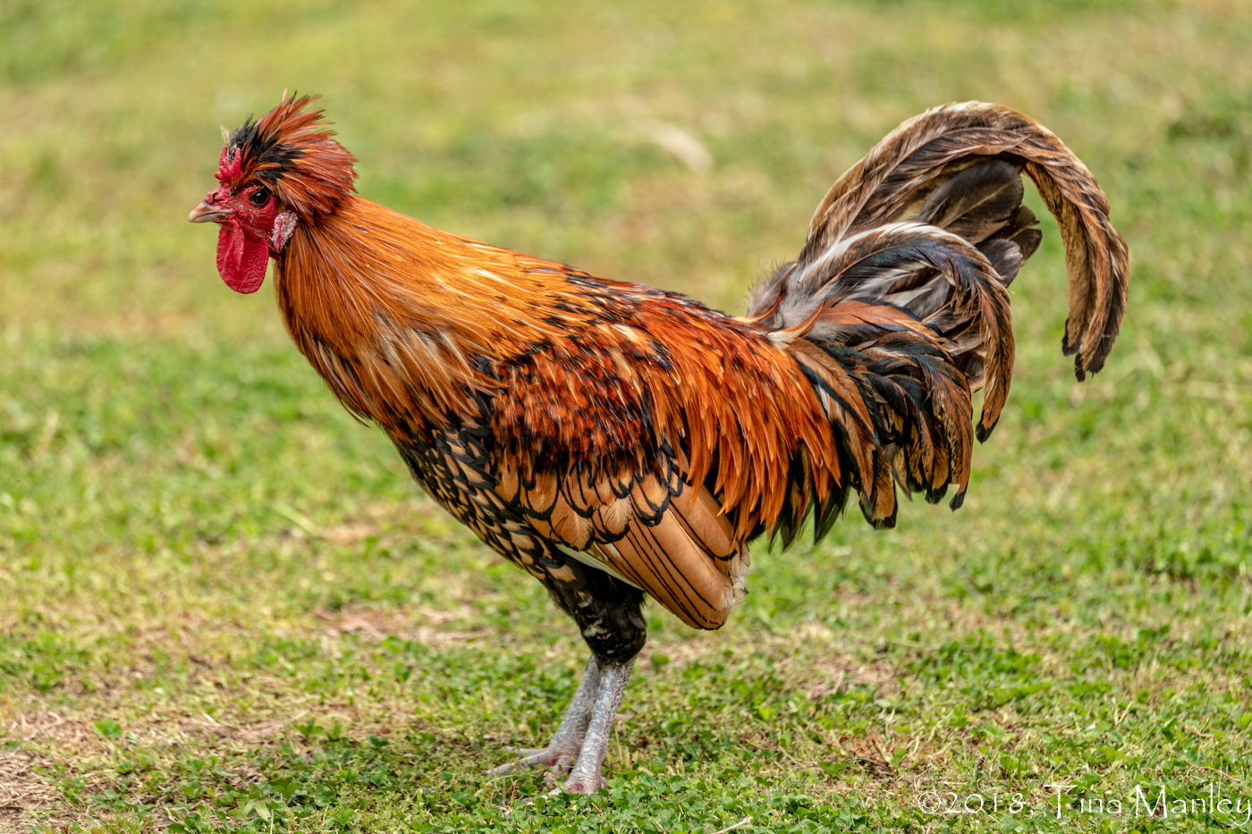 Polish Top Hat Rooster