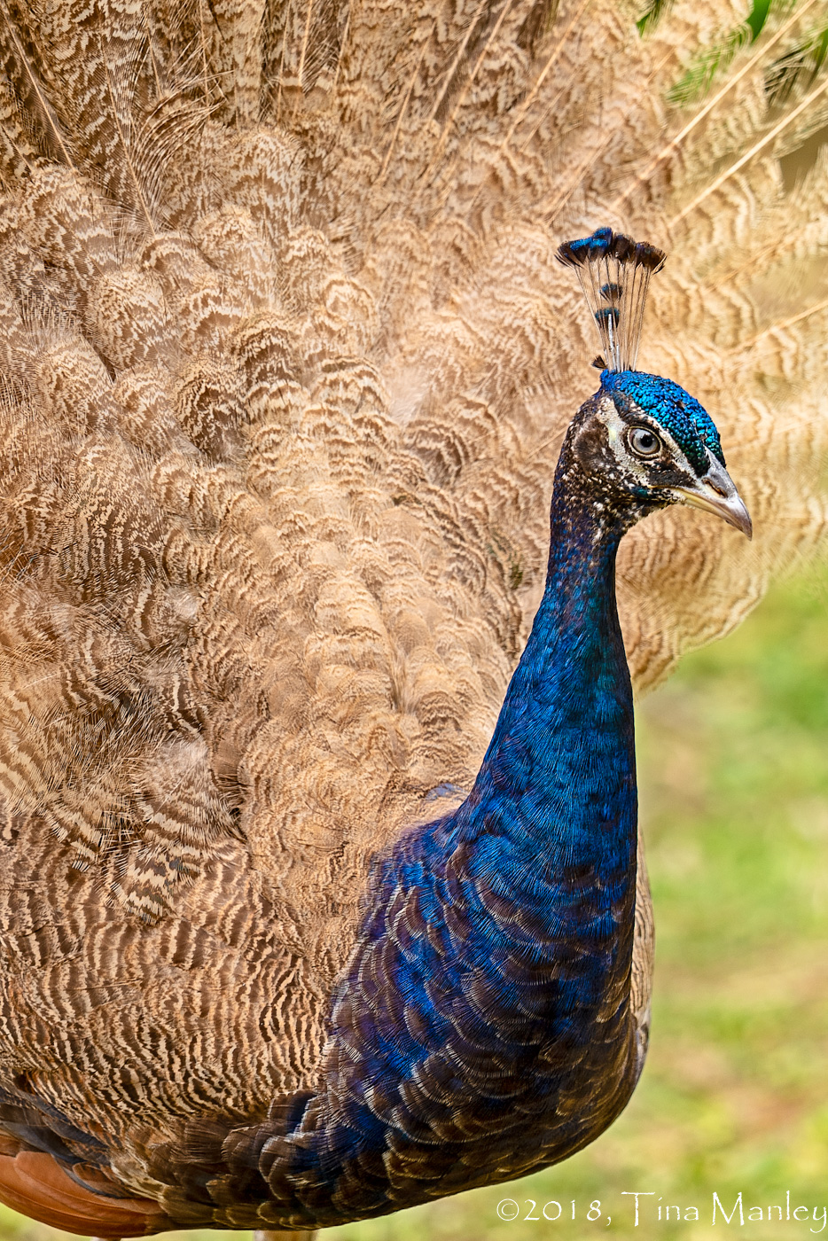 India Blue