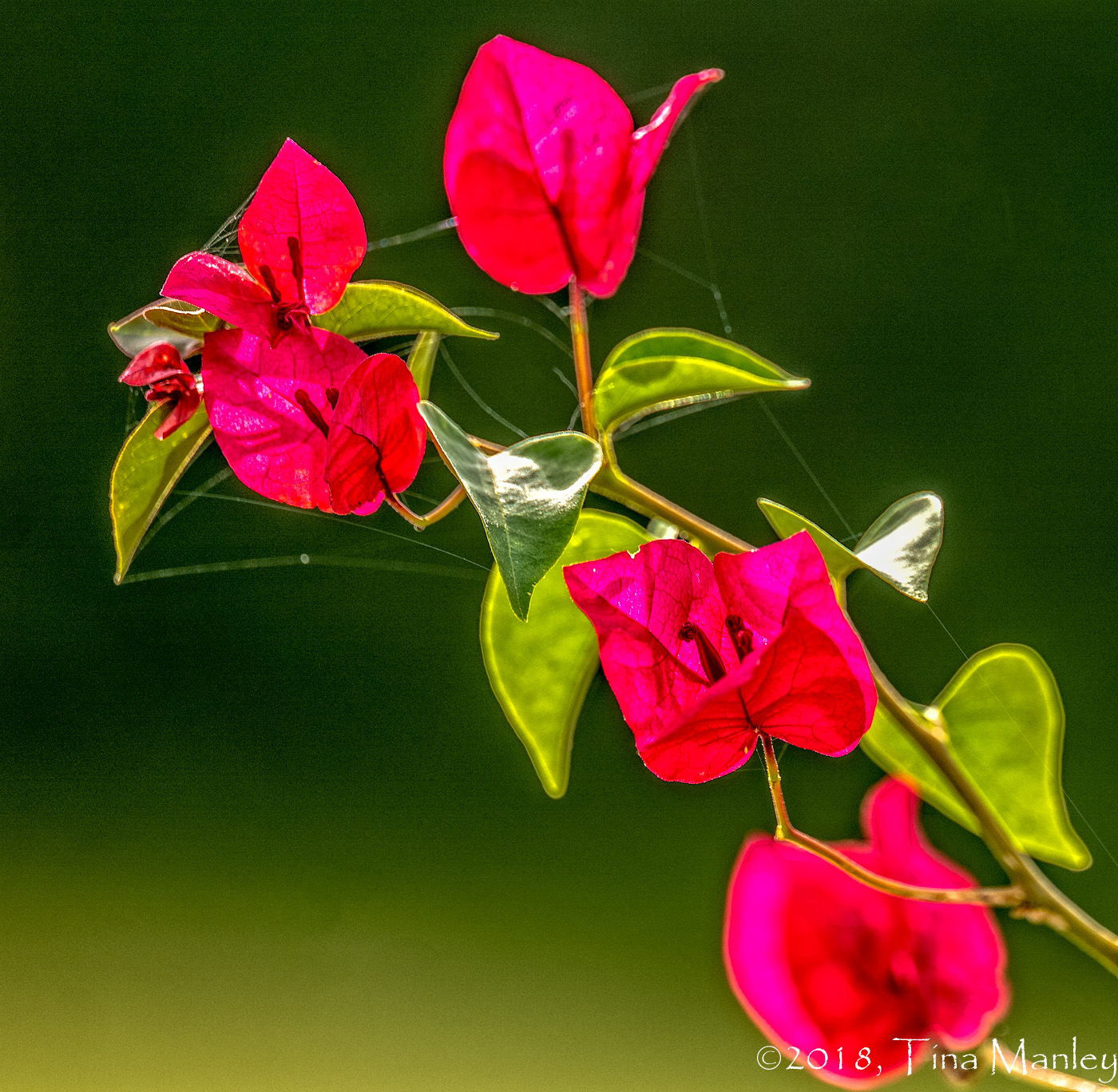 Bougainvillea