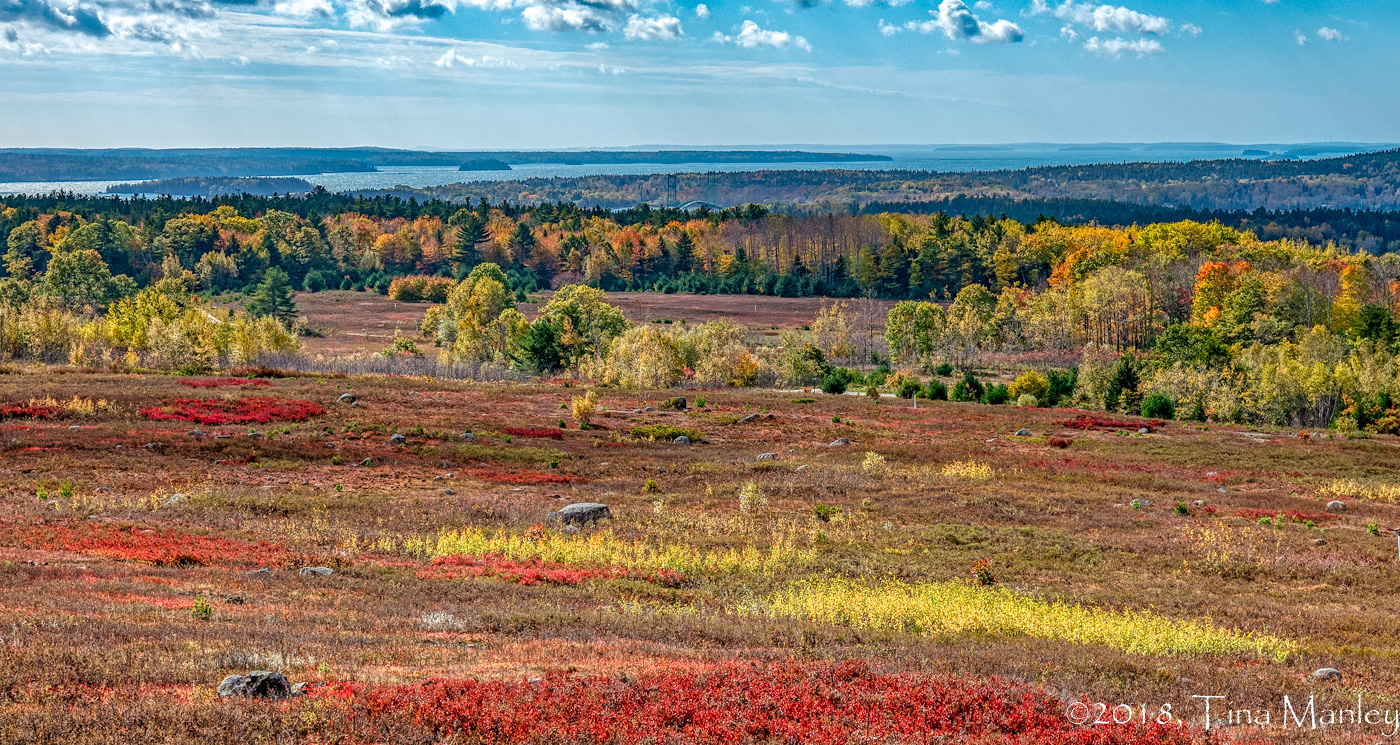 Wild Blueberries with Deer Isle Bridge