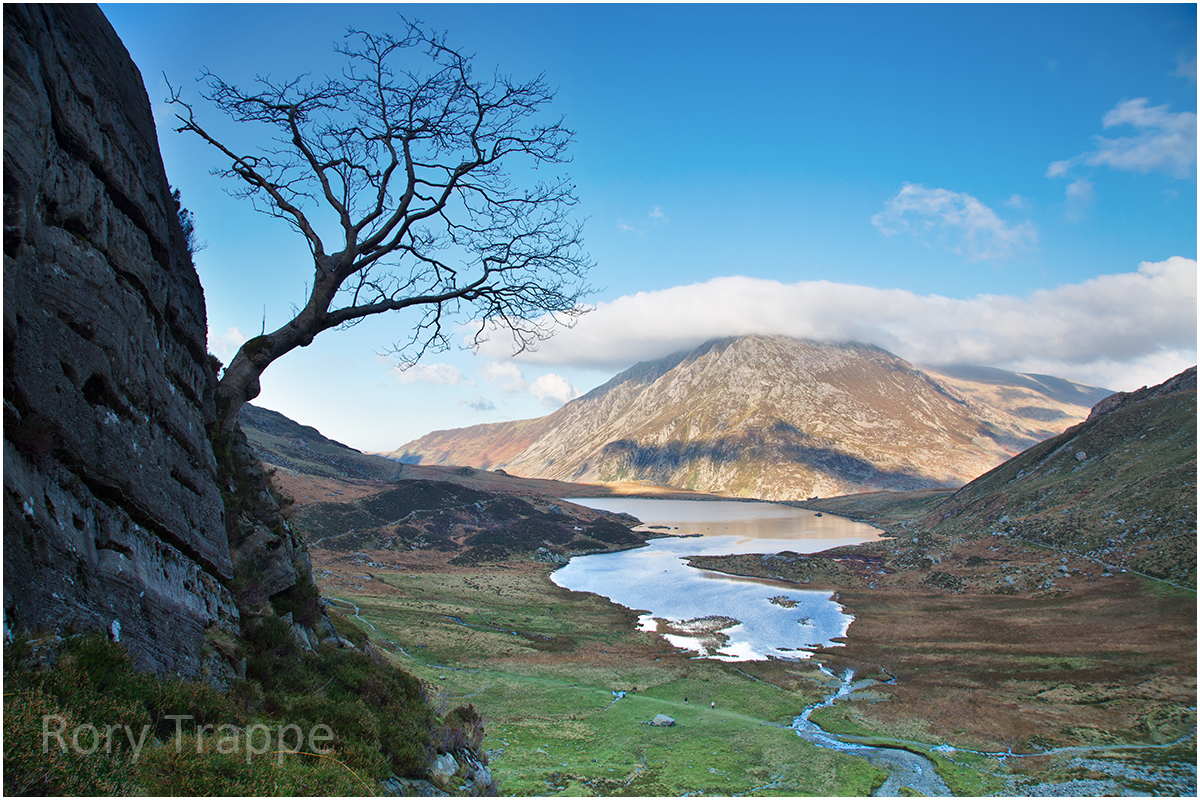 tree at cwm idwal.jpg