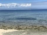 Bait fish school