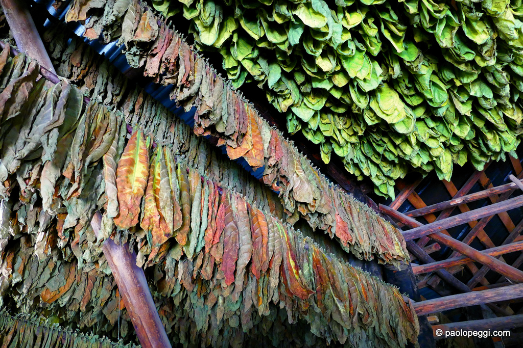 Drying tobacco leaves in a shed in Vinales, Cuba
