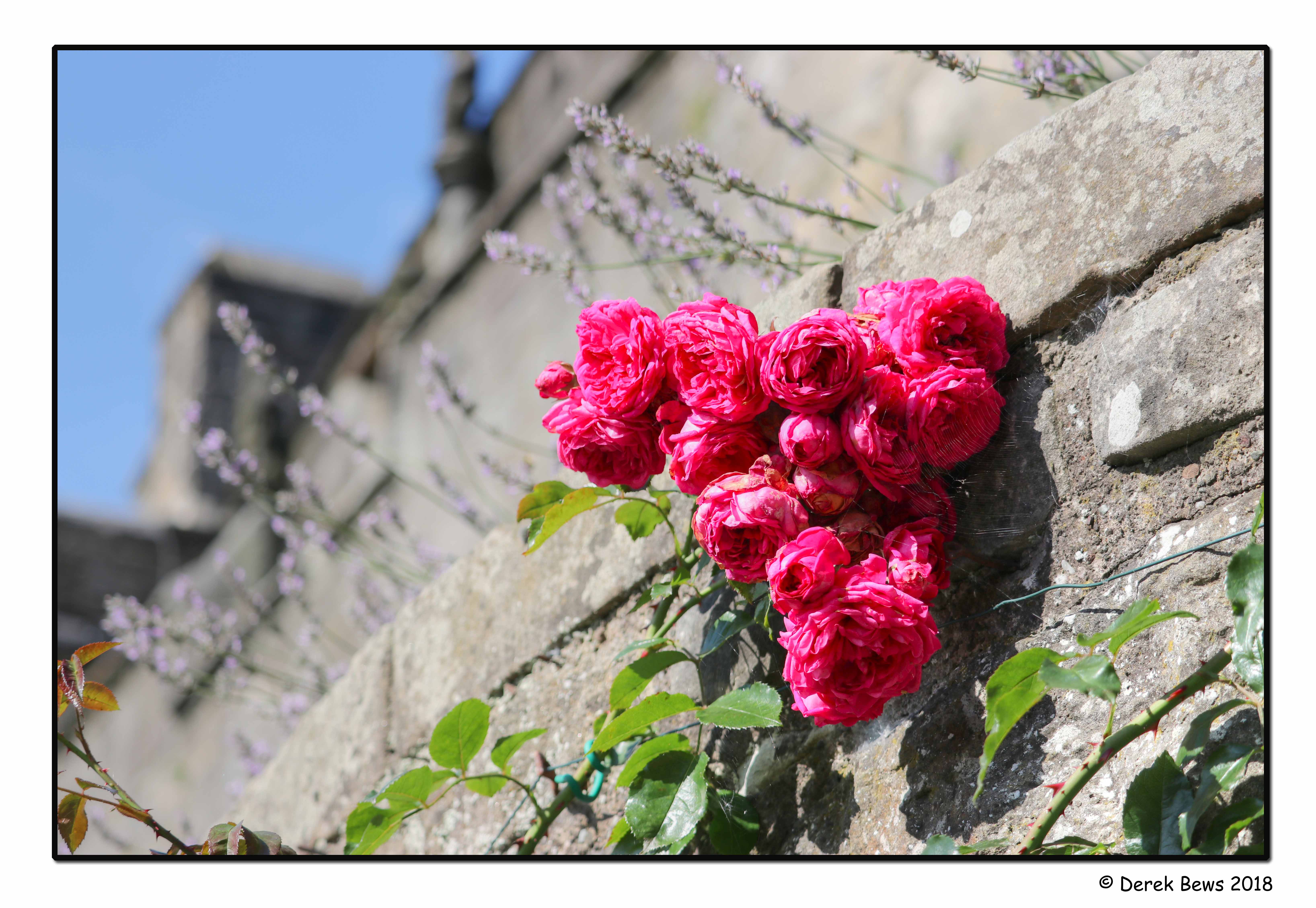 On The Garden Wall