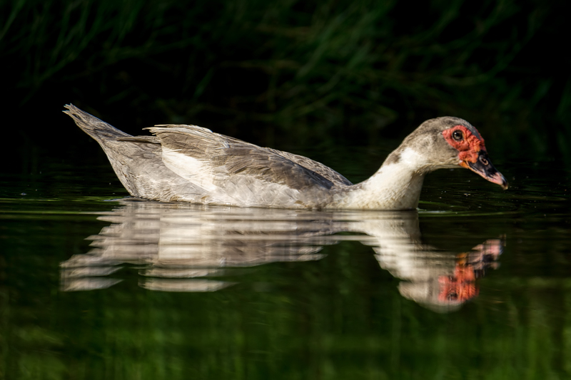 Muscovy Duck 3.jpg