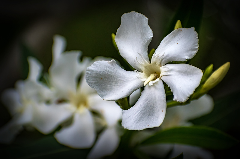 White Oleander 2018 1.jpg