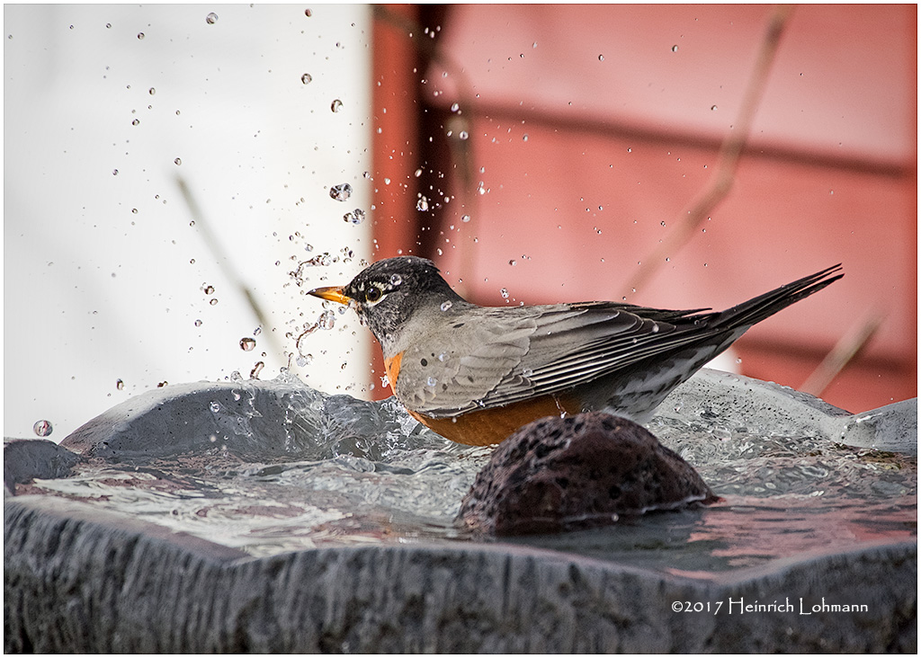 K3E5314-Robin.jpg