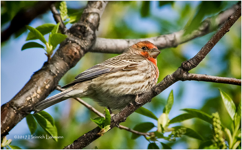 K3E5772-House Finch-male.jpg